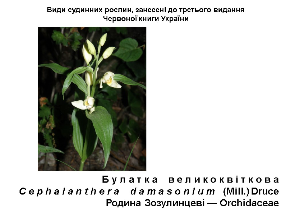 Види судинних рослин, занесені до третього видання Червоної книги України Б у л а
